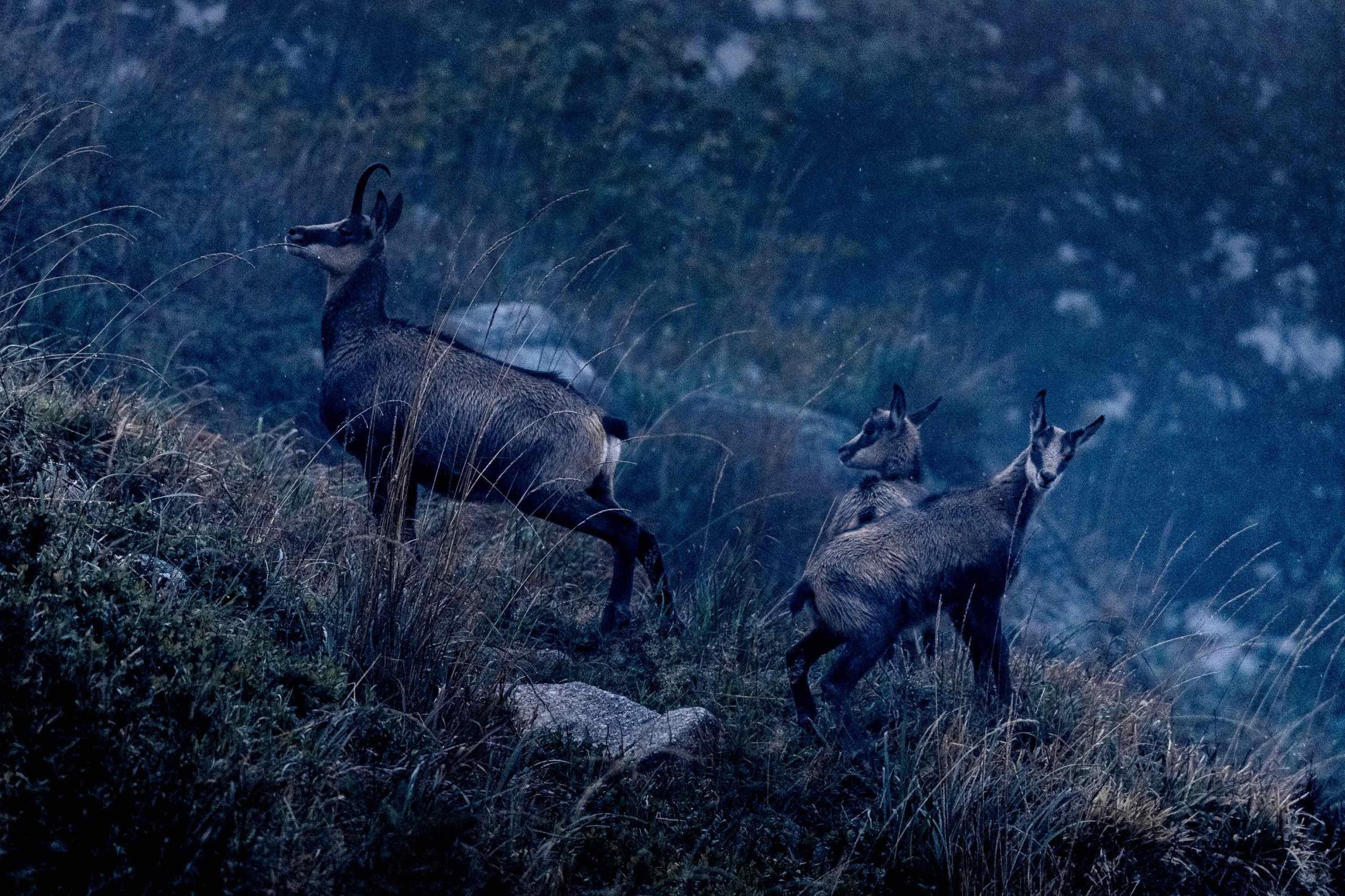 Pierre Rich - chamois