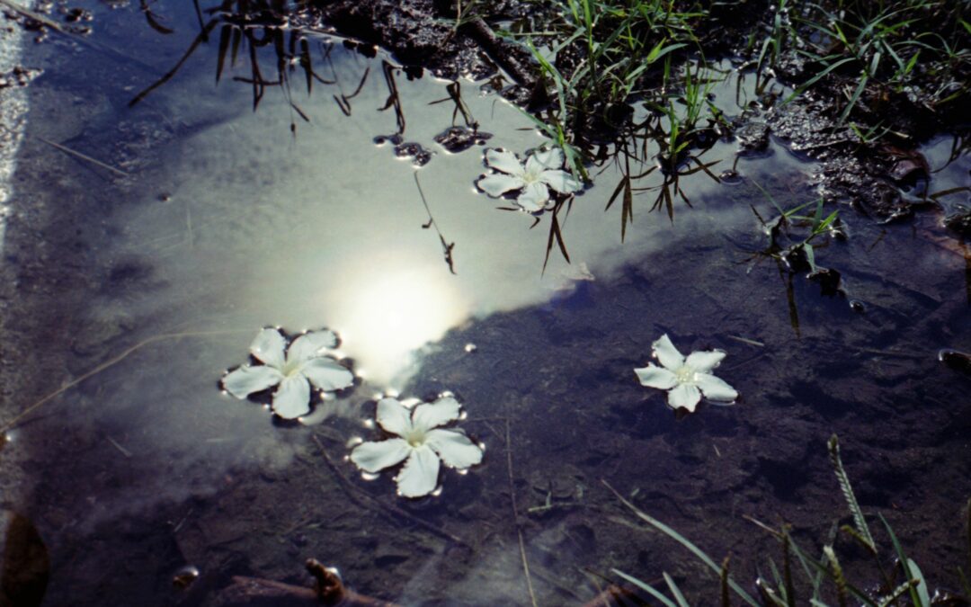 Perspectives #23