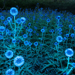 Reflex — Projection