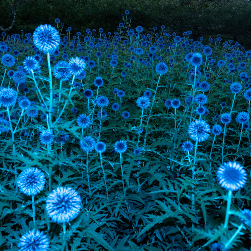 Reflex — Projection