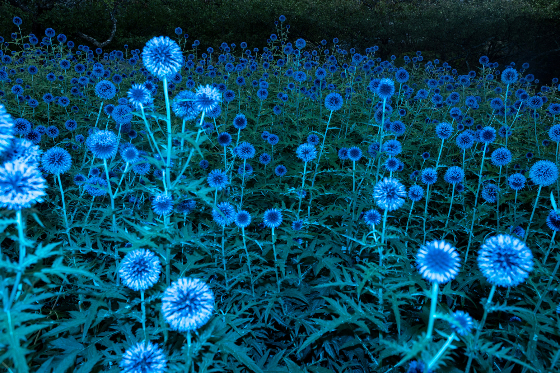 Reflex — Projection